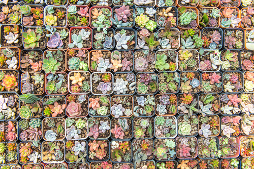 Various coloful succulent plants in the plots orderly line in the top view