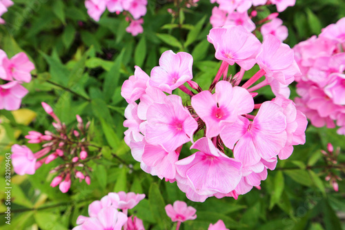Beautiful bright blooming phlox flowers in the summer garden close up