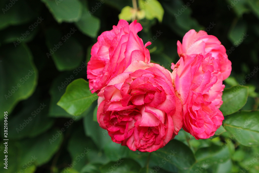 beautiful big pink roses in the botanical garden close up beautiful big pink roses in the botanical garden close up