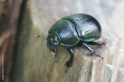 Anoplotrupes stercorosus, known as dor beetle, a species of earth-boring dung beetles photo