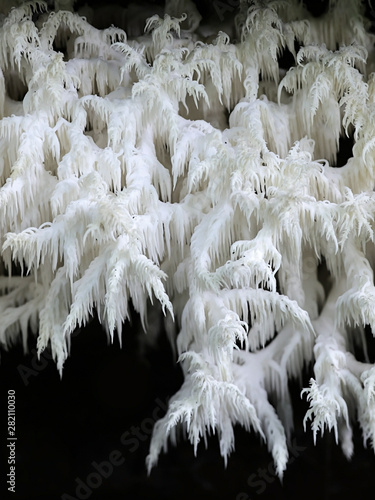 Hericium coralloides, known as the coral tooth fungus photo