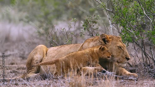 African lion in Kruger National park, South Africa