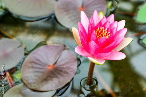 Beautiful big pink water lily in botanical garden pond close-up wallpaper