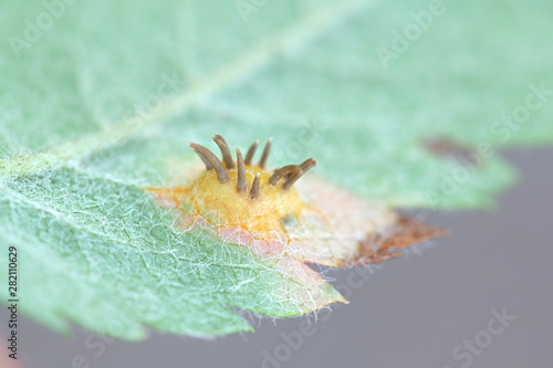 Gymnosporangium cornutum  a rust fungus called the Juniper rust  growing on a leaf of Rowan  Sorbus aucuparia