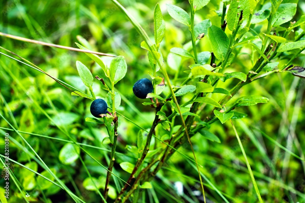green leaves and forest berries green leaves and forest berries