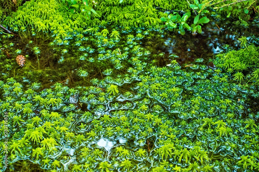A puddle in a swamp with green grass