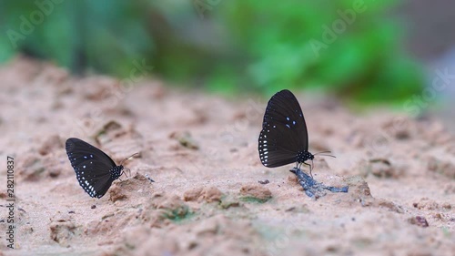 butterflies on the ground and flying in nature, Butterflies swarm eats minerals