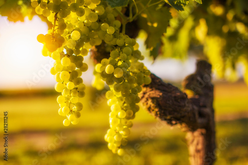 Sunny morning on the vineyard of Cognac