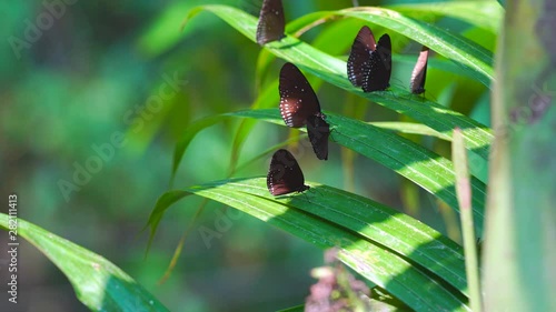 butterflies on the ground and flying in nature, Butterflies swarm eats minerals