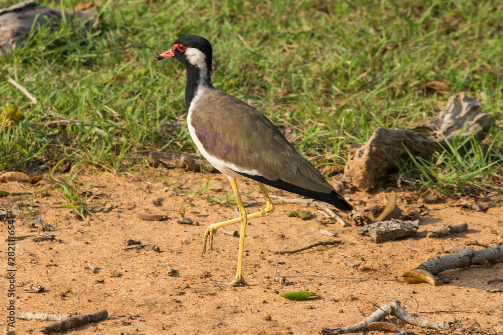 Naklejka premium safari at yala national park, sri lanka