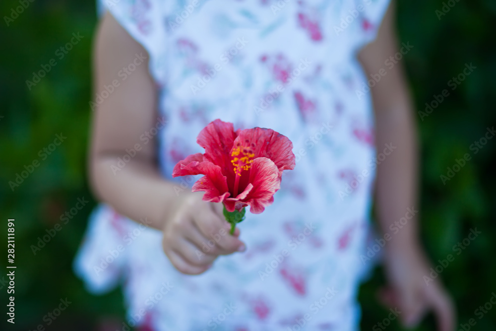 Child's hand holding a red flower. Little girl and hibiscus flower.