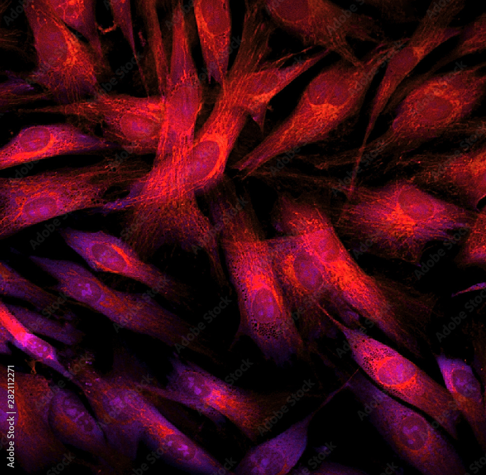 Fibroblast cells mebrane labeled with fluorescent dye StockFoto