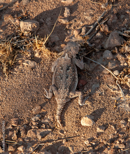 Horn Toad (Horny Toad)