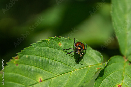 Dogbane Beetle Resting on a Leaf © KDR Photography