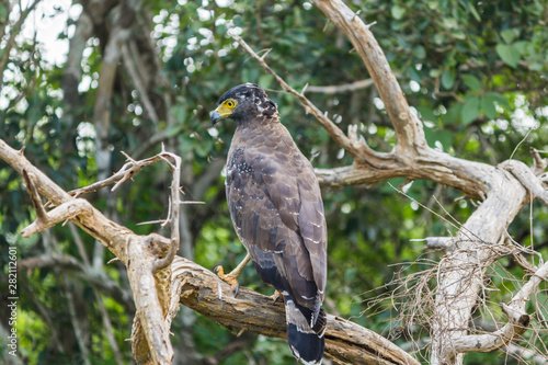 safari at yala national park, sri lanka