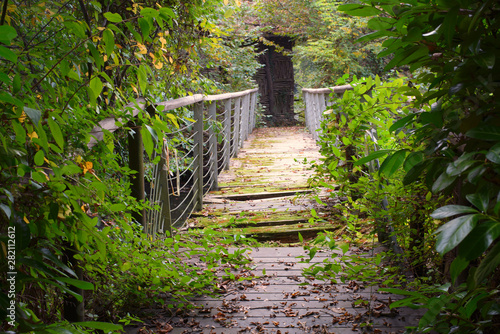 Sentiero nel bosco con ponte di legno vecchio avvolto dalla vegetazione