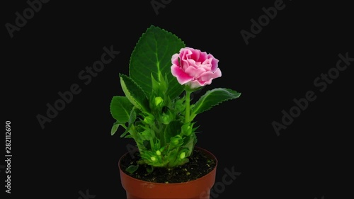 Wallpaper Mural Time-lapse of blooming pink gloxinia flower 1b3 in RGB + ALPHA matte format isolated on black background Torontodigital.ca