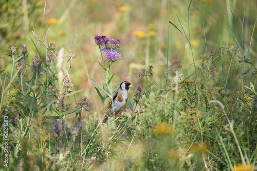 Goldfinch on a common thistle in a meadow in Bromma, Stockholm photo