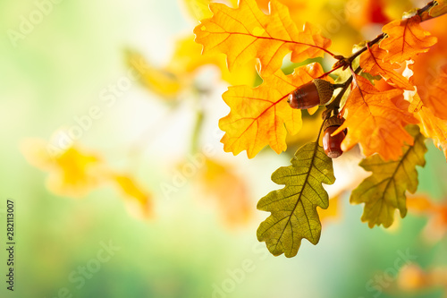 Obraz na plátně Autumn yellow leaves  of oak tree in autumn park