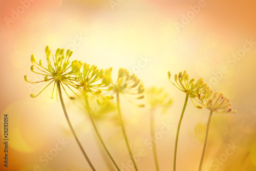 Autumn flower background. Silhouettes of inflorescences of  umbelliferous pla...