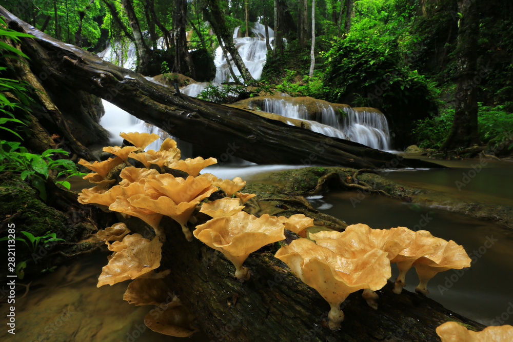 Obraz premium The freshness and beauty of nature at Pha Sawan Waterfall The most popular tourist attractions in Kanchanaburi, Thailand