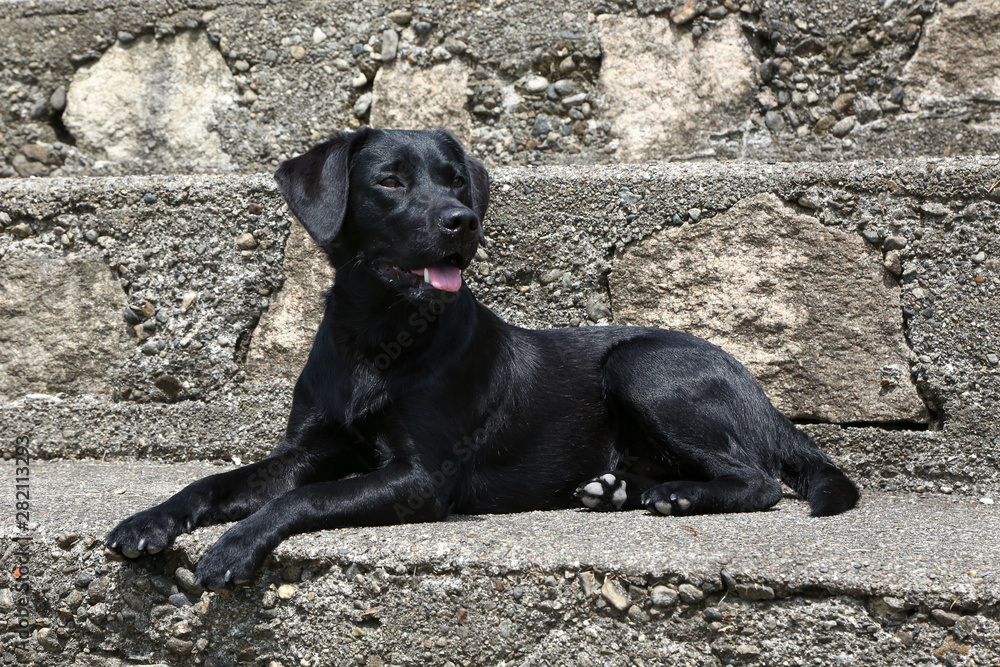 Junger Labrador Junger Labrador