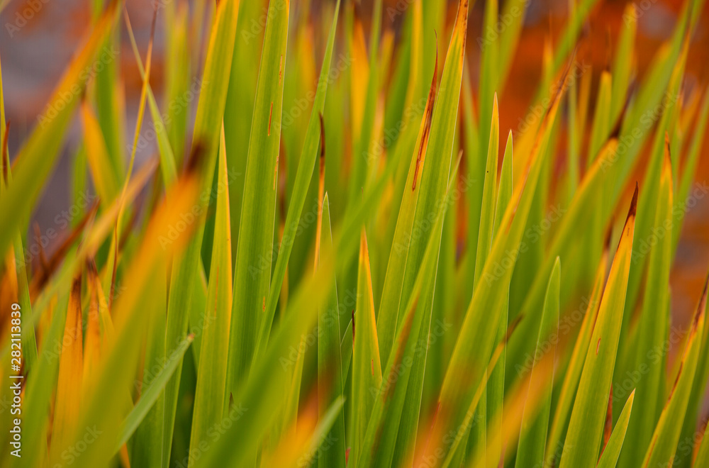 green yellow leaves autumn background green yellow leaves autumn background