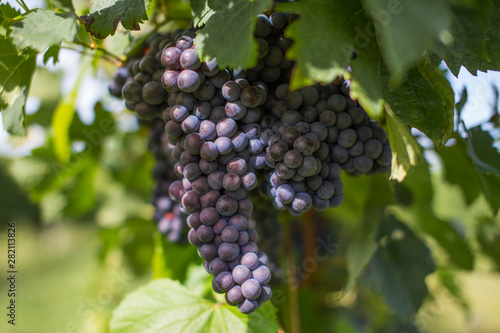 Monbazillac vineyards, bunch of red grapes