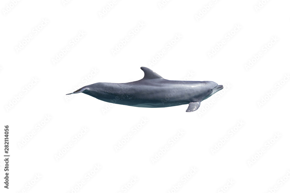 Fototapeta premium grey bottlenose dolphin isolated on white