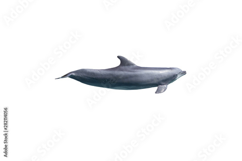 Fotografering grey bottlenose dolphin isolated on white