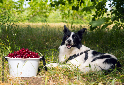 Smiling dog breed border collie lying on the grass near a bucket of cherries.