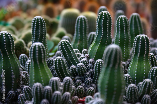 Lots of little green potted cactus