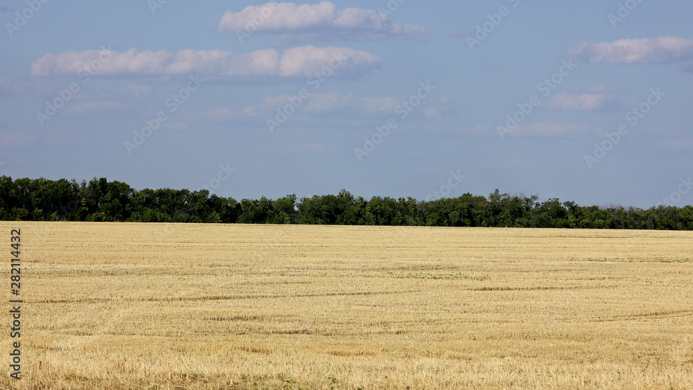 panoramic landscape with wheat field and forest on the horizon