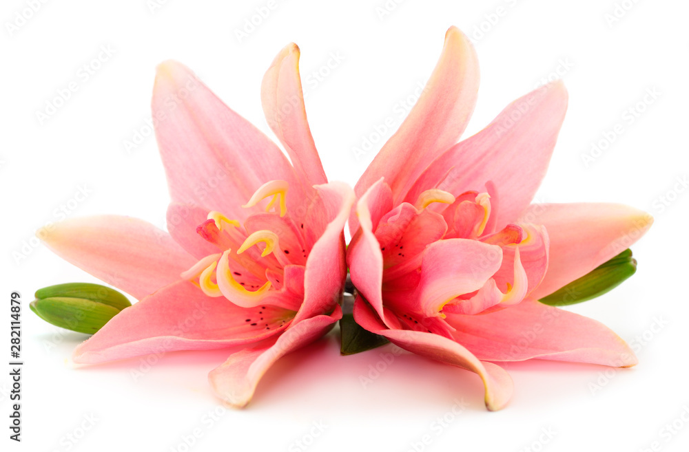 Two pink lily. Two pink lily.
