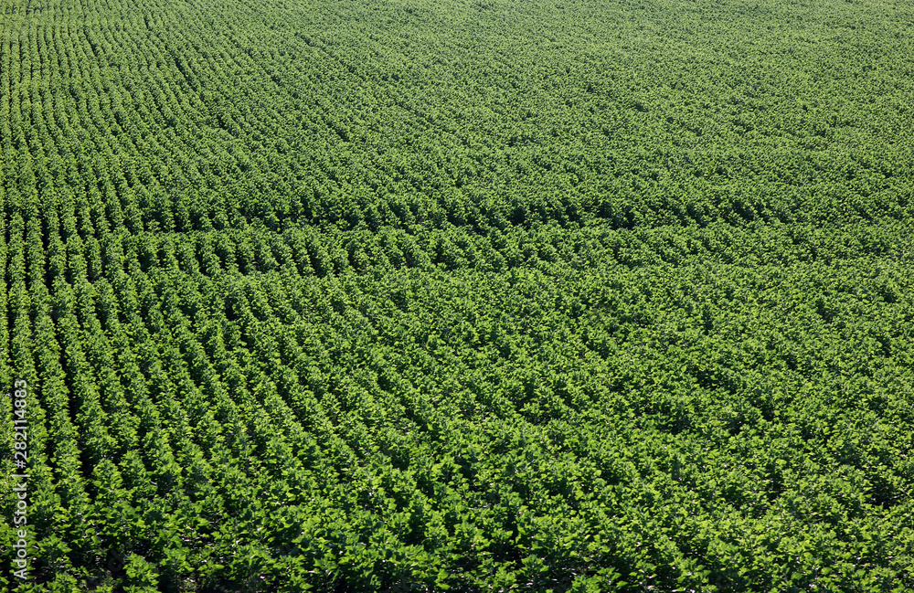 top view of the green agricultural field