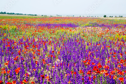 Blooming red poppies and purple flowers in the field . © amarinchenko106