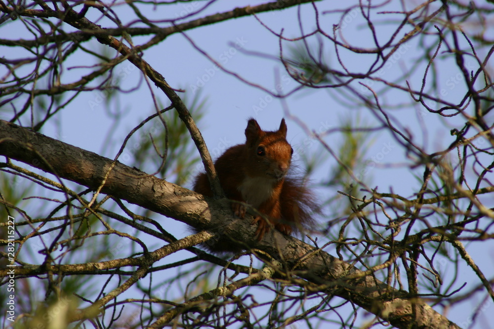 Obraz premium Écureuil roux
