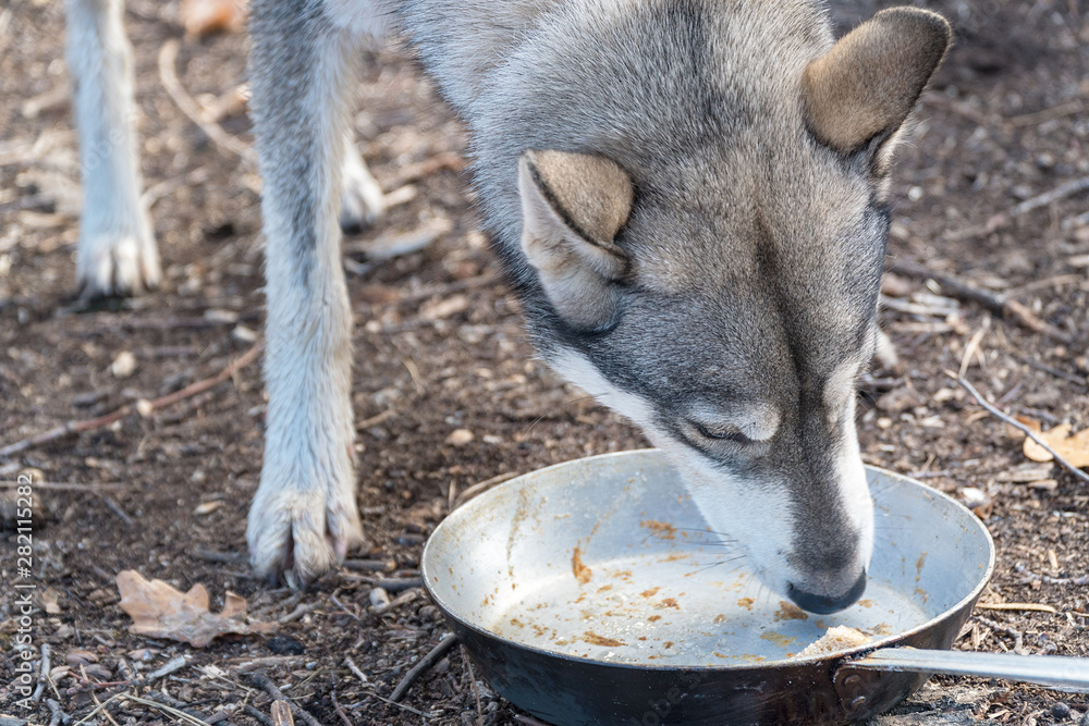 Obraz premium The dog licks an empty bowl