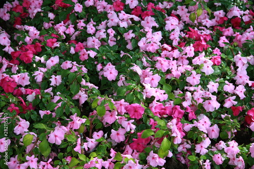 impatiens