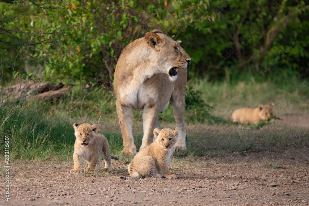 Lioness and her young in the Masai Mara Lioness and her young in the Masai Mara