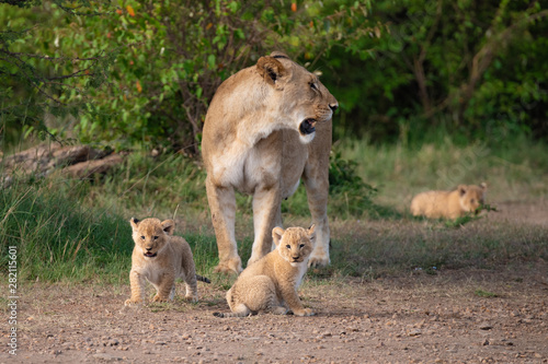 Lioness and her young in the Masai Mara