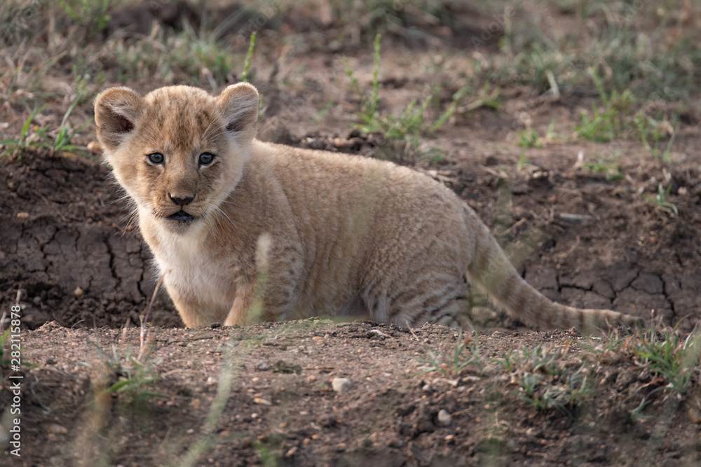Young lion cub on a dusty trail in the Masai Mara Young lion cub on a dusty trail in the Masai Mara
