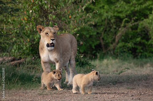 protective lioness mother and her cubs