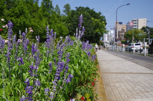 道路沿いの花壇に植えられているところの紫の花を咲かせる植物 Stock Photo Adobe Stock 道路沿いの花壇に植えられているところの紫の花を咲かせる植物 Stock Photo Adobe Stock