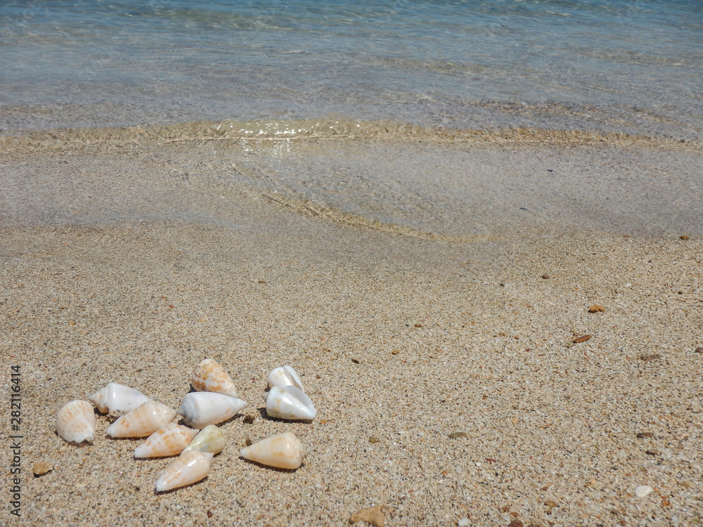 View of the sandy beach. Shells in the sand. View of the sandy beach. Shells in the sand.