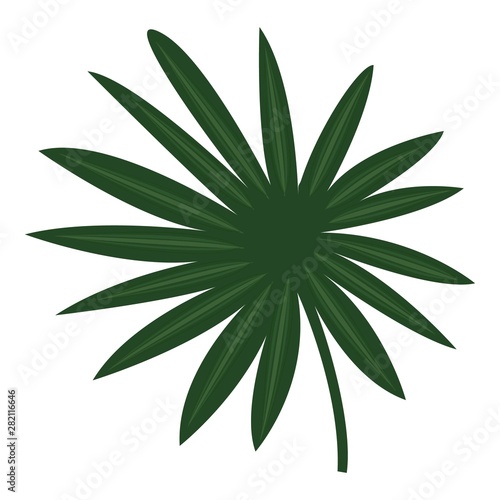 Fan palm icon. Cartoon of fan palm vector icon for web design isolated on white background
