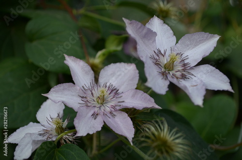 flower in garden