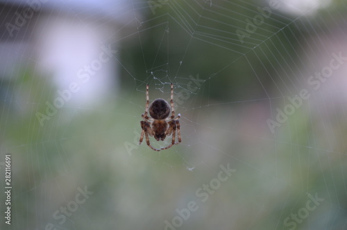 spider