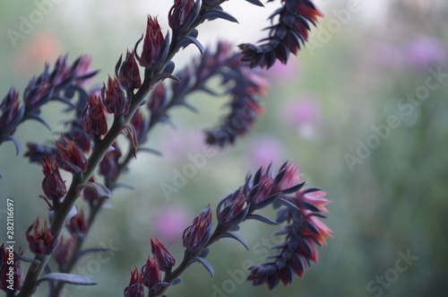flowers on a background of blue sky