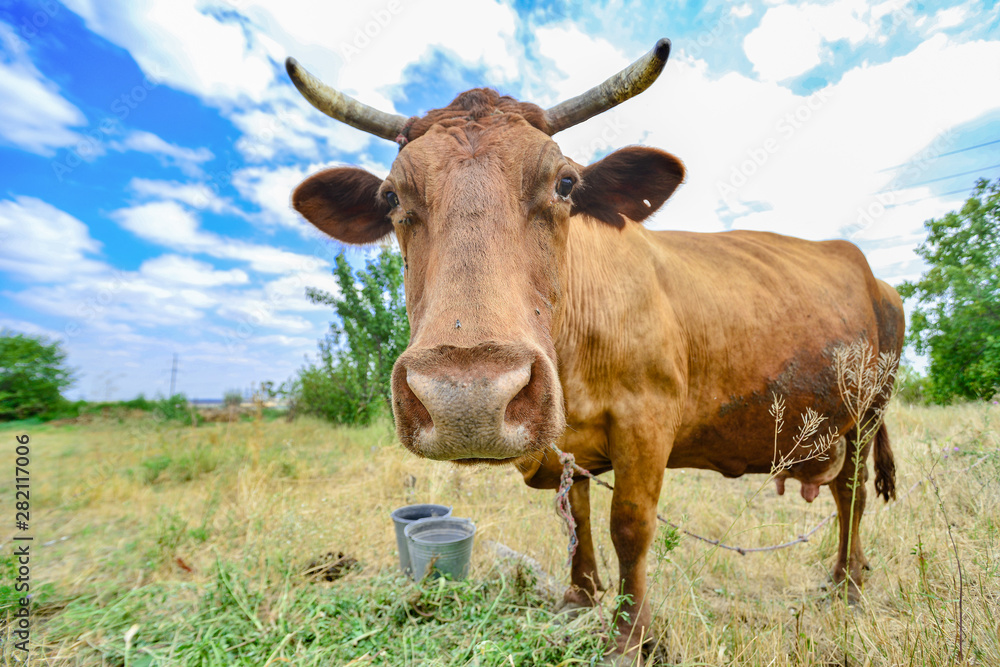 A cow grazes in a meadow against a cloudy blue sky, wide-angle close-up photo.